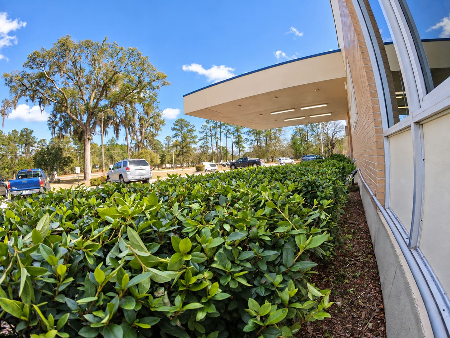 A hedge row along a commercial building entrance