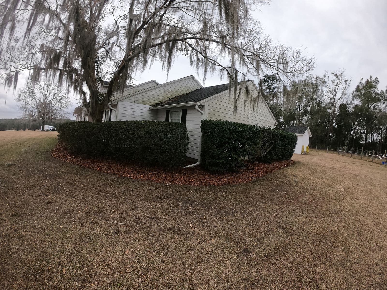 A trimmed hedge along the corner of a house beneath oak trees