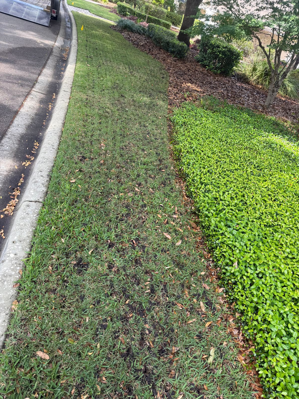 A close-up of a clean edge between turf and a mulch planting bed