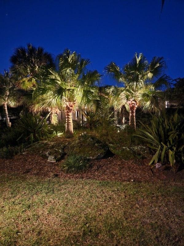 A cluster of palm trees uplit with landscape lighting at night