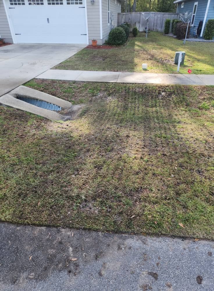 Core aeration plugs visible across a residential front lawn