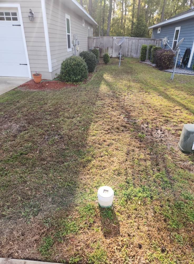 A side yard lawn after core aeration, aeration plugs visible on the grass