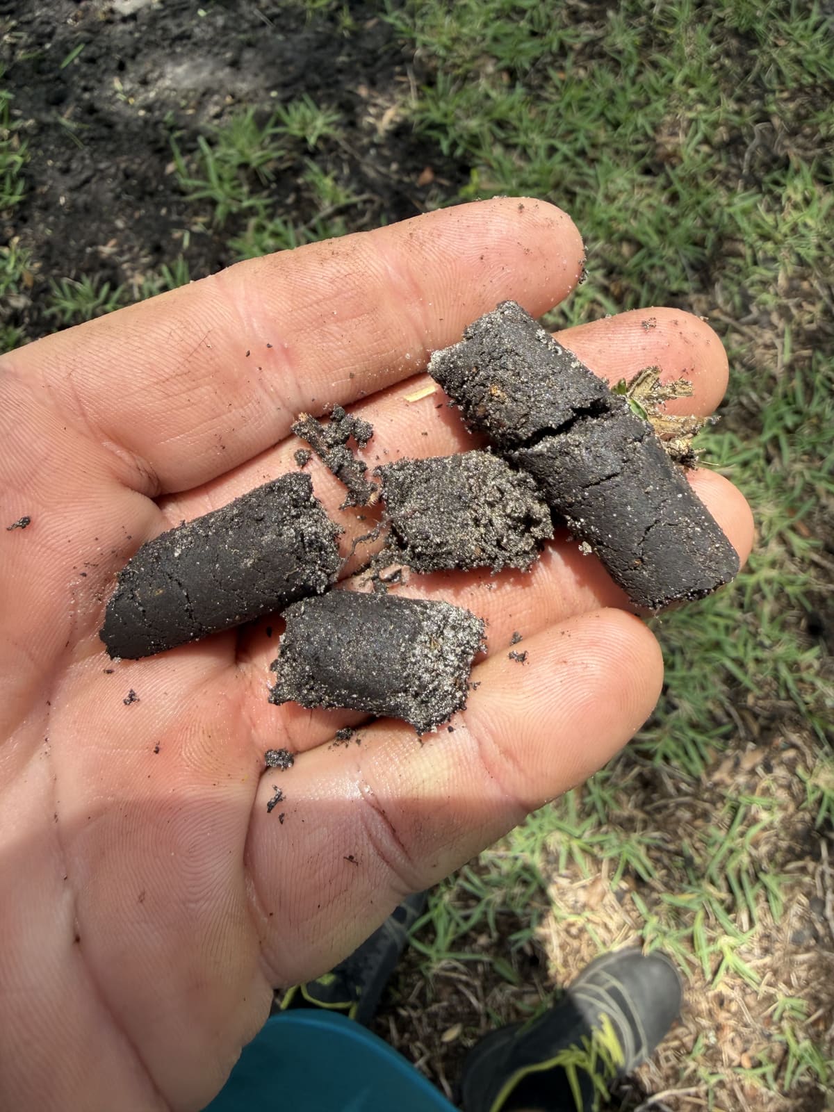 A close-up of a hand holding core aeration soil plugs pulled from a lawn
