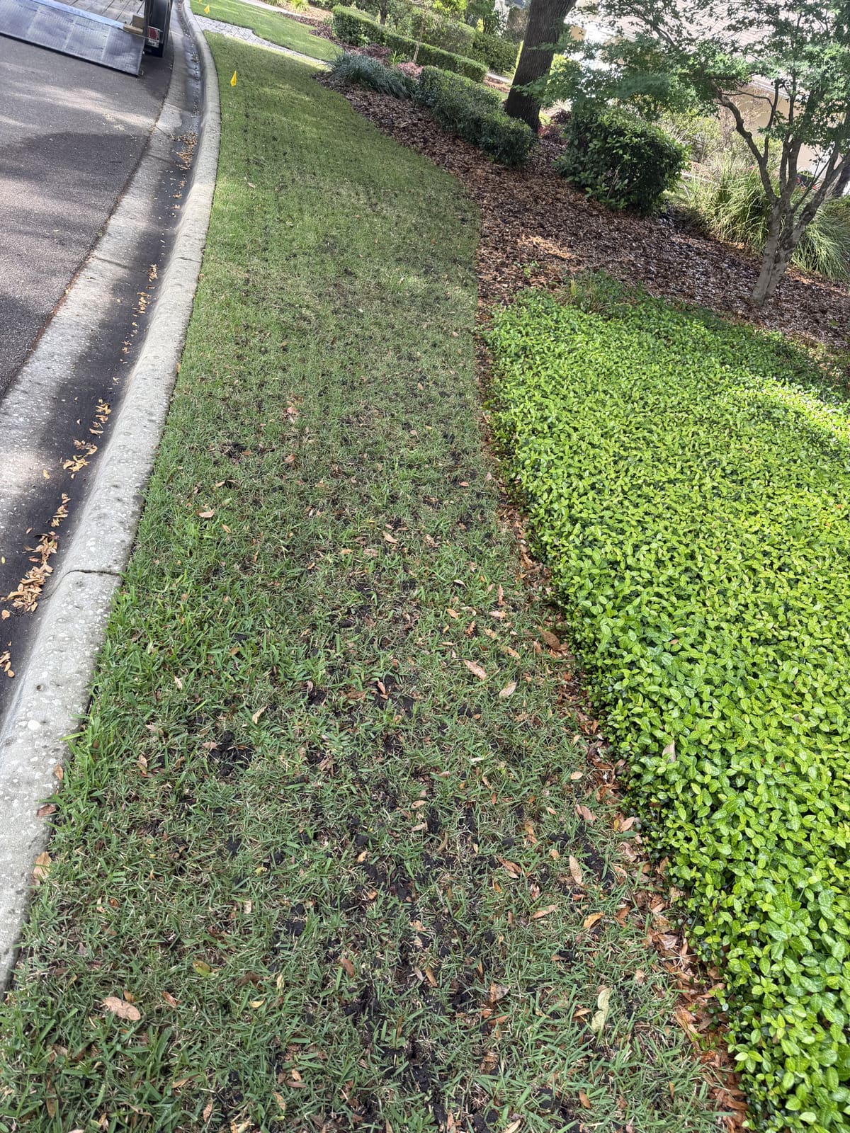 A strip of aerated lawn along a curb next to a groundcover landscape bed
