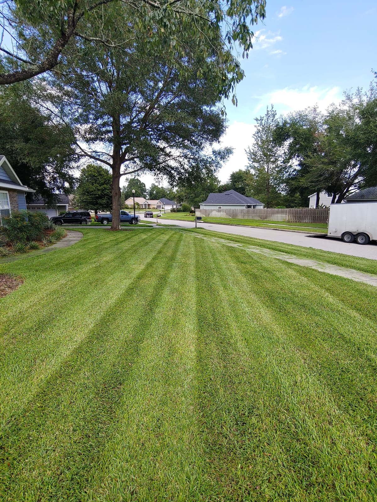 A freshly mowed lawn with crisp mowing stripes along a residential street